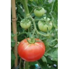Organic Tomato Berner Rose